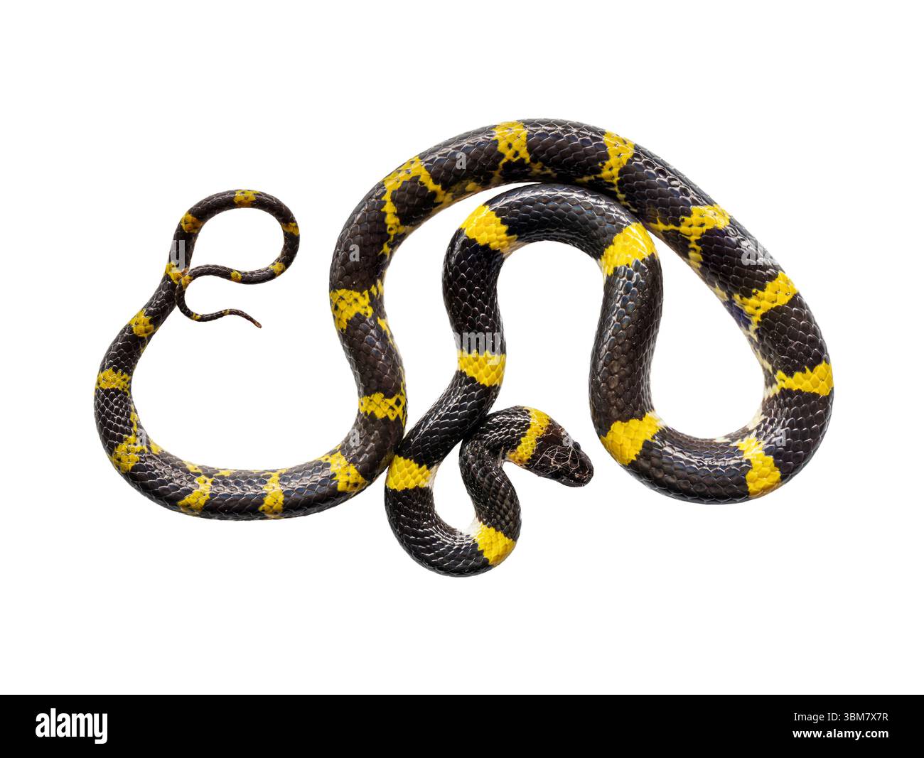 Vista ravvicinata del lycodon laoensis nero e giallo, noto anche come serpente lupo laotiano isolato su sfondo bianco Foto Stock