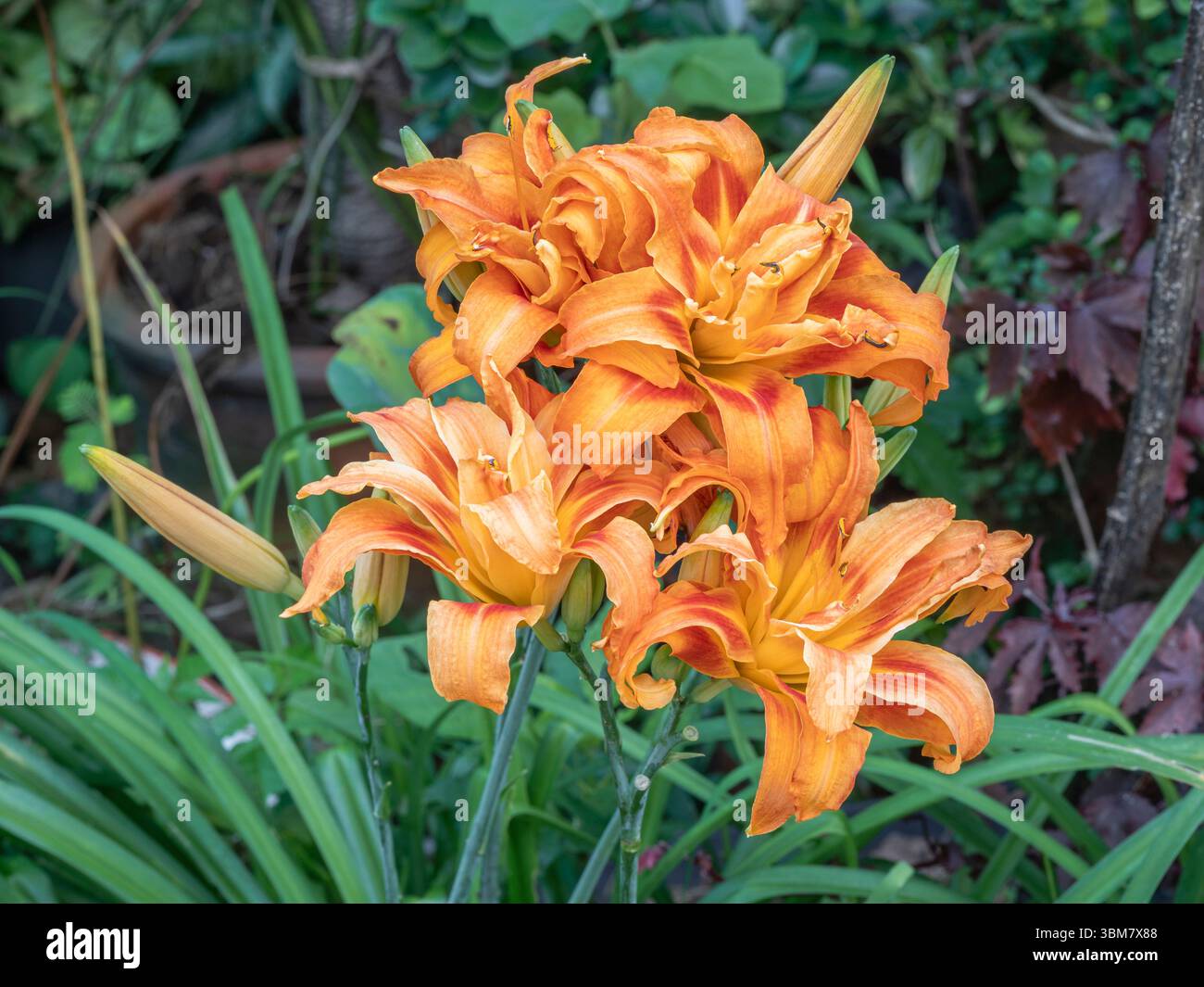 Vista ravvicinata dei colorati fiori arancioni e rossi di hemerocallis fulva kwanso, anche noto come giglio arancione o giglio di mais che fioriscono all'aperto nel giardino tropicale Foto Stock
