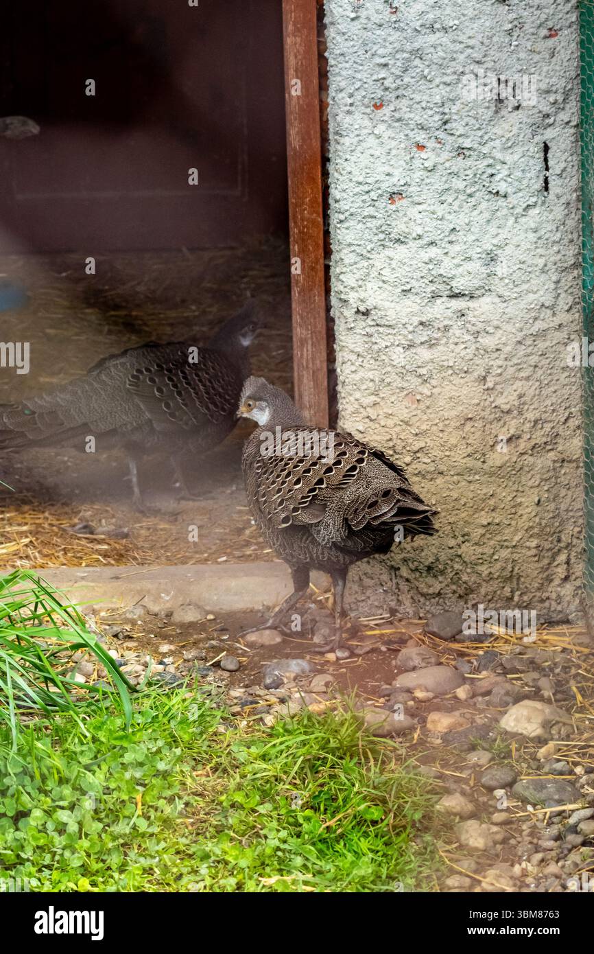 Primo piano di un uccello simile a un fagiano con piume modellate vicino a una porta di legno in una voliera rurale Foto Stock