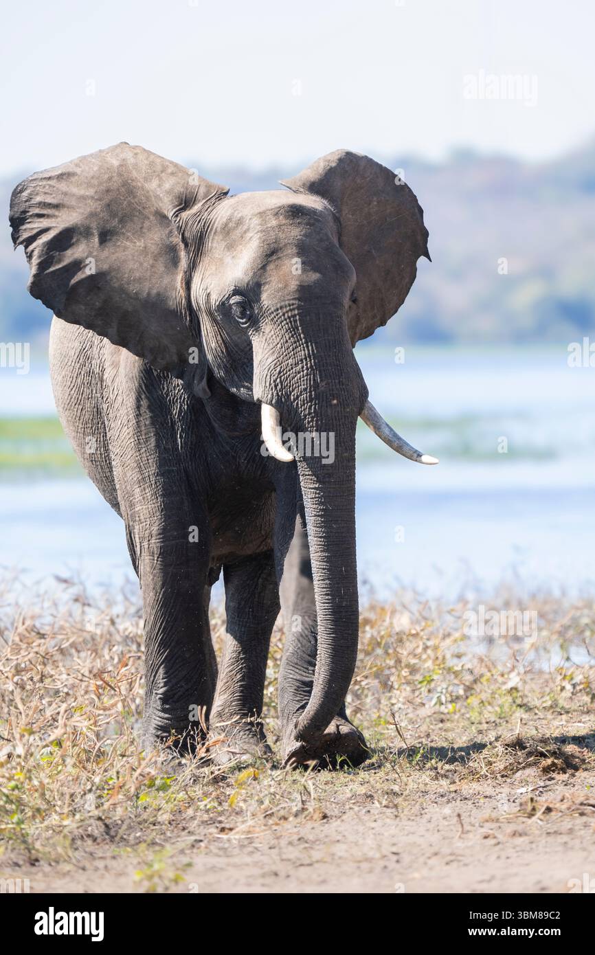 Toro di elefante africano sicuro in habitat naturale, orecchie sfavillanti e postura assertiva, mostrando un atteggiamento in un paesaggio africano selvaggio. Foto Stock