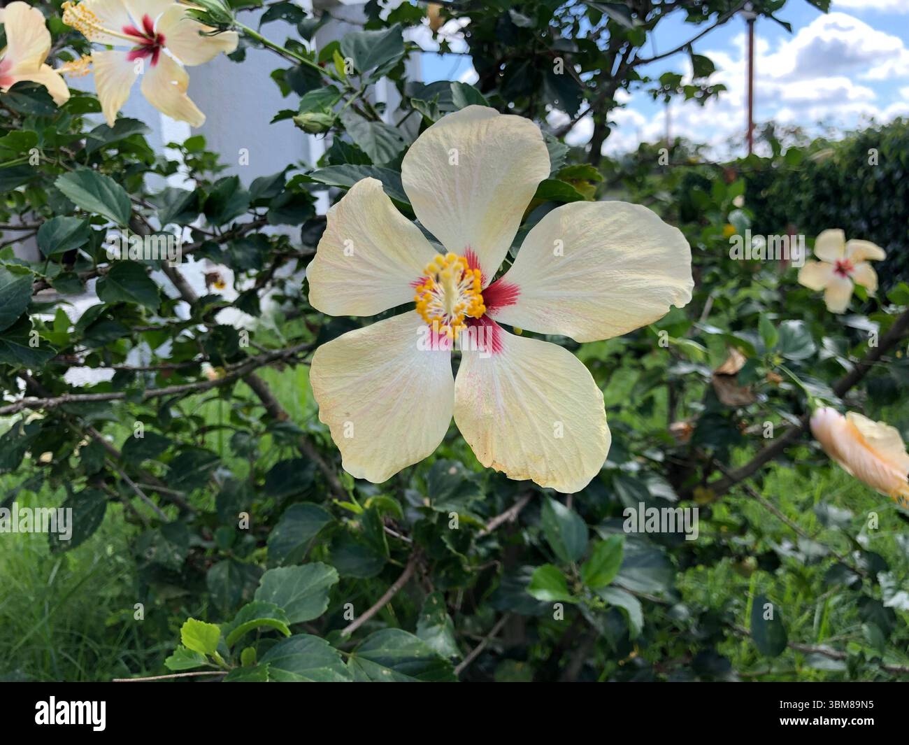 Un piccolo fiore bianco con un centro giallo vibrante spicca in questa composizione naturale, che evoca leggerezza e purezza. Con una forte somiglianza a. - Immagine stock catturata con smartphone