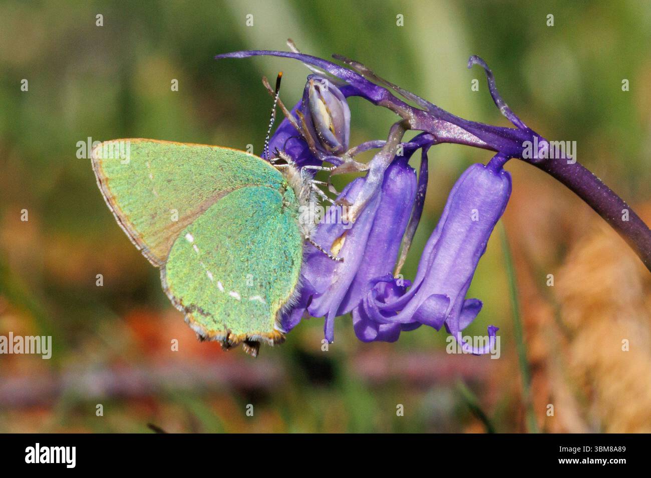 Farfalla con strisce di capelli verdi, Callophrys rubi su un fiore Bluebell. Sussex, Regno Unito Foto Stock