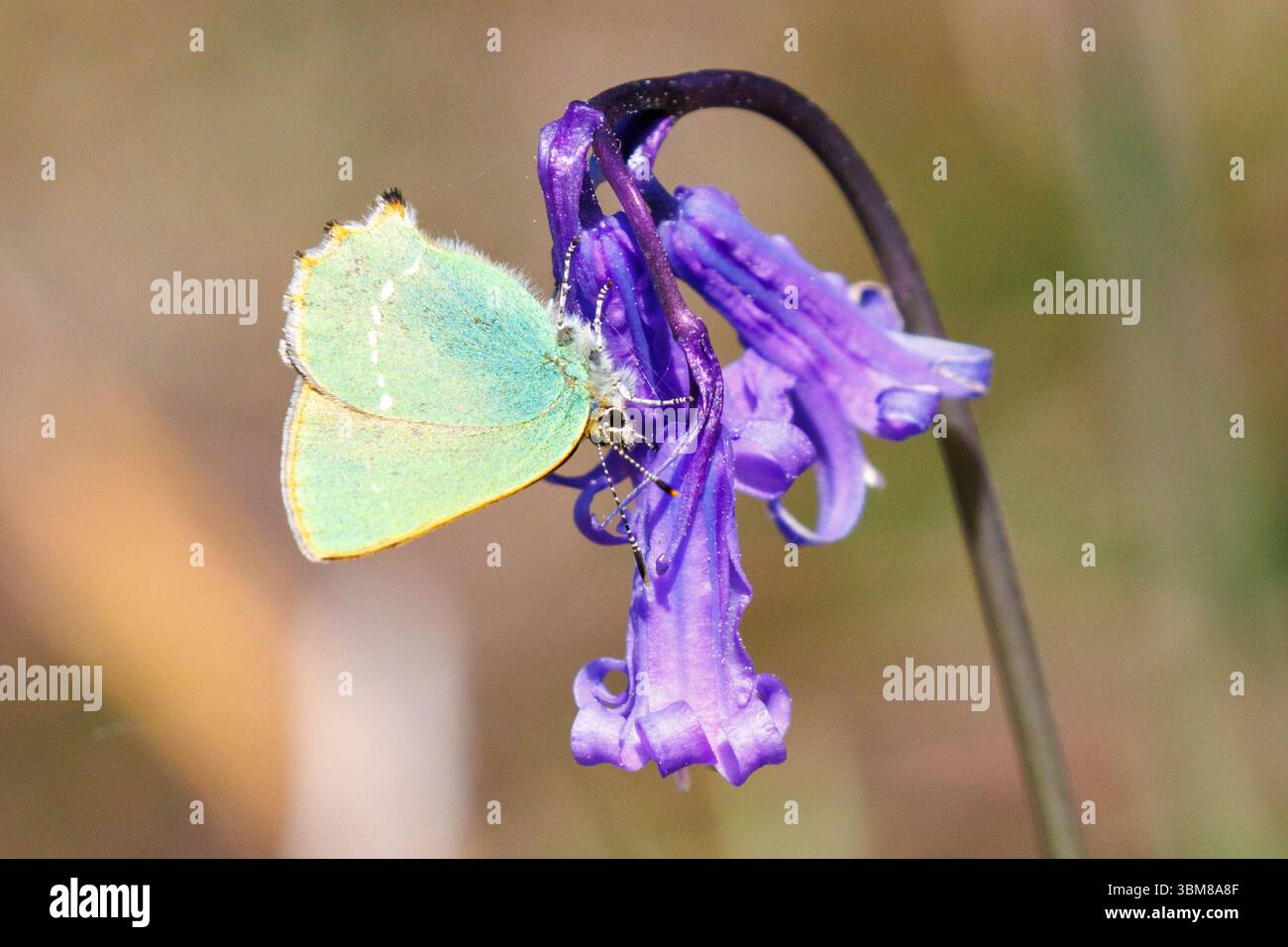 Farfalla con strisce di capelli verdi, Callophrys rubi su un fiore Bluebell. Sussex, Regno Unito Foto Stock