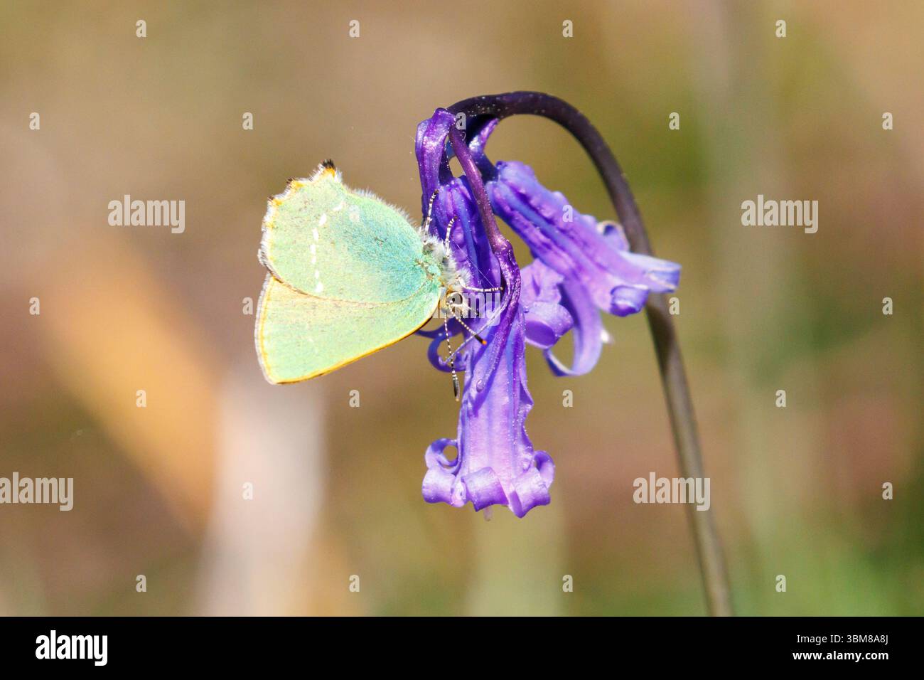 Farfalla con strisce di capelli verdi, Callophrys rubi su un fiore Bluebell. Sussex, Regno Unito Foto Stock