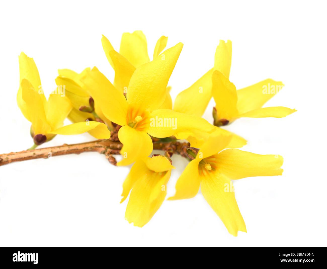 Ramo arbusto di Forsythia con fiori gialli luminosi isolato su sfondo bianco Foto Stock