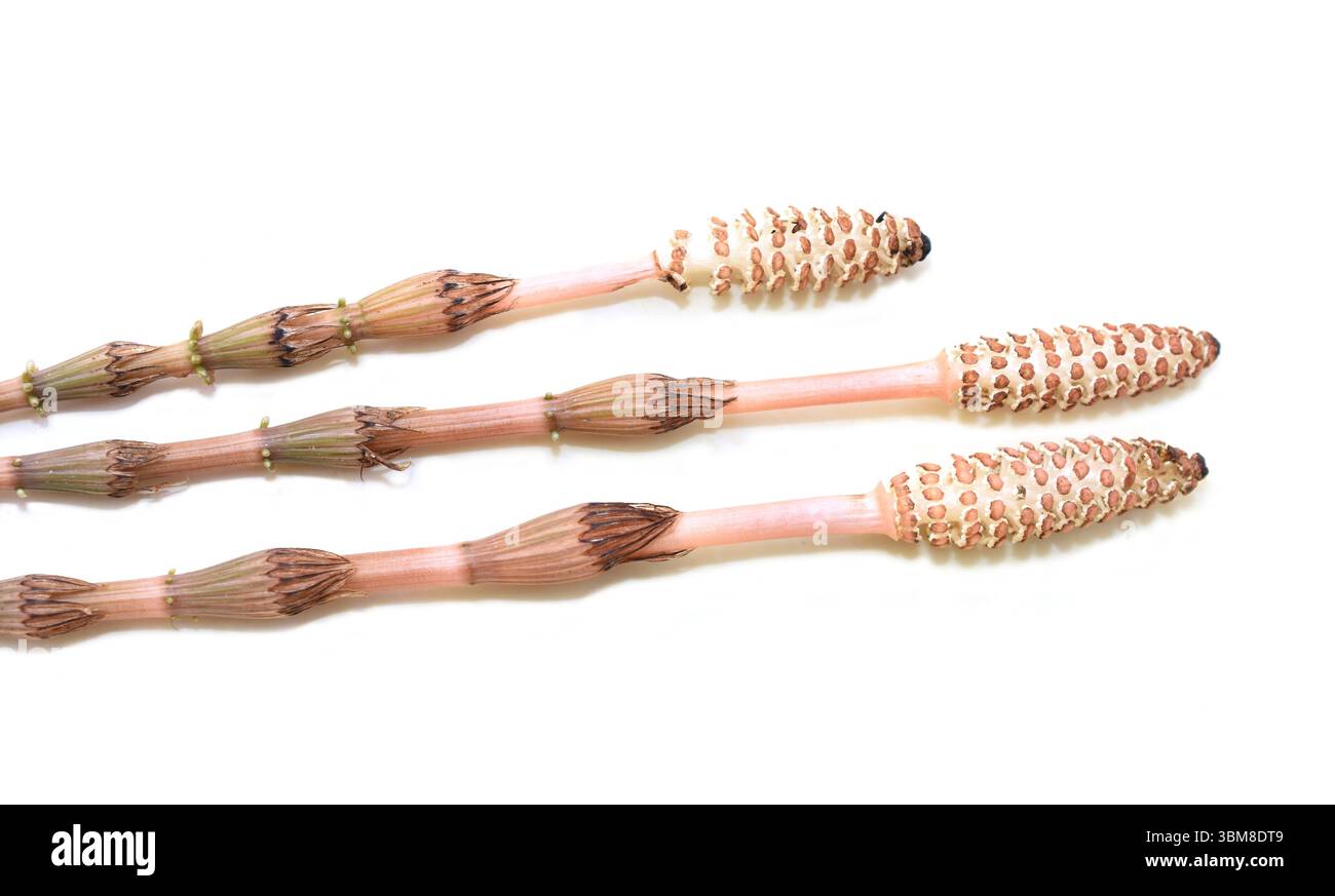 Equisetum pianta a coda di cavallo steli a molla isolati su sfondo bianco Foto Stock