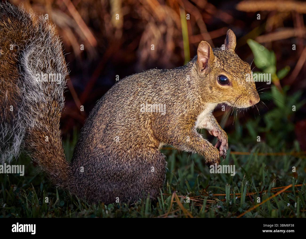 Grazioso Gray Squirrel sulle gambe posteriori con le braccia aperte. Foto Stock
