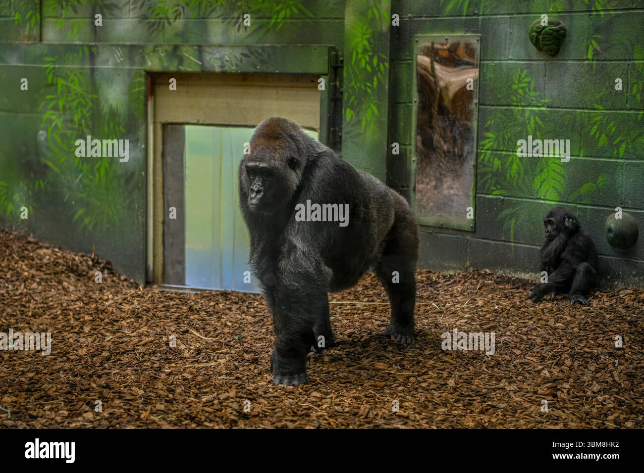 Gorilla di pianura occidentale maschile allo zoo Foto Stock
