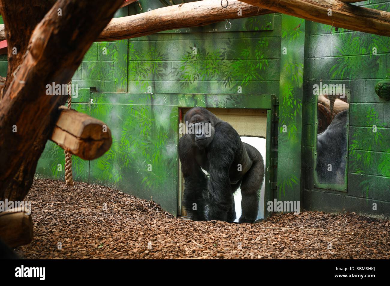 Gorilla di pianura occidentale maschile allo zoo Foto Stock