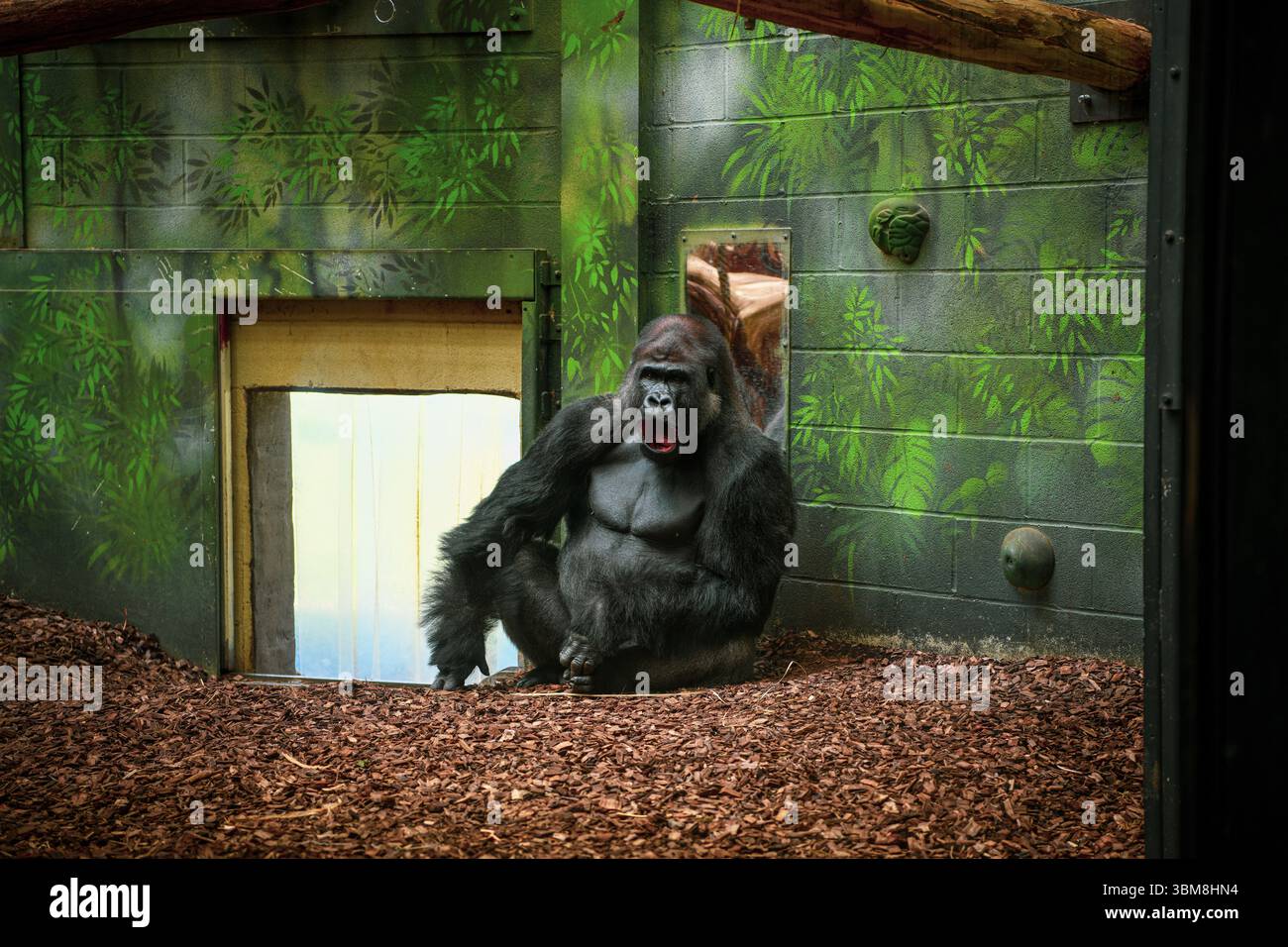 Gorilla di pianura occidentale maschile allo zoo Foto Stock