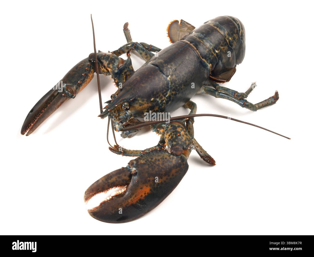 Astice blu su sfondo bianco Foto Stock