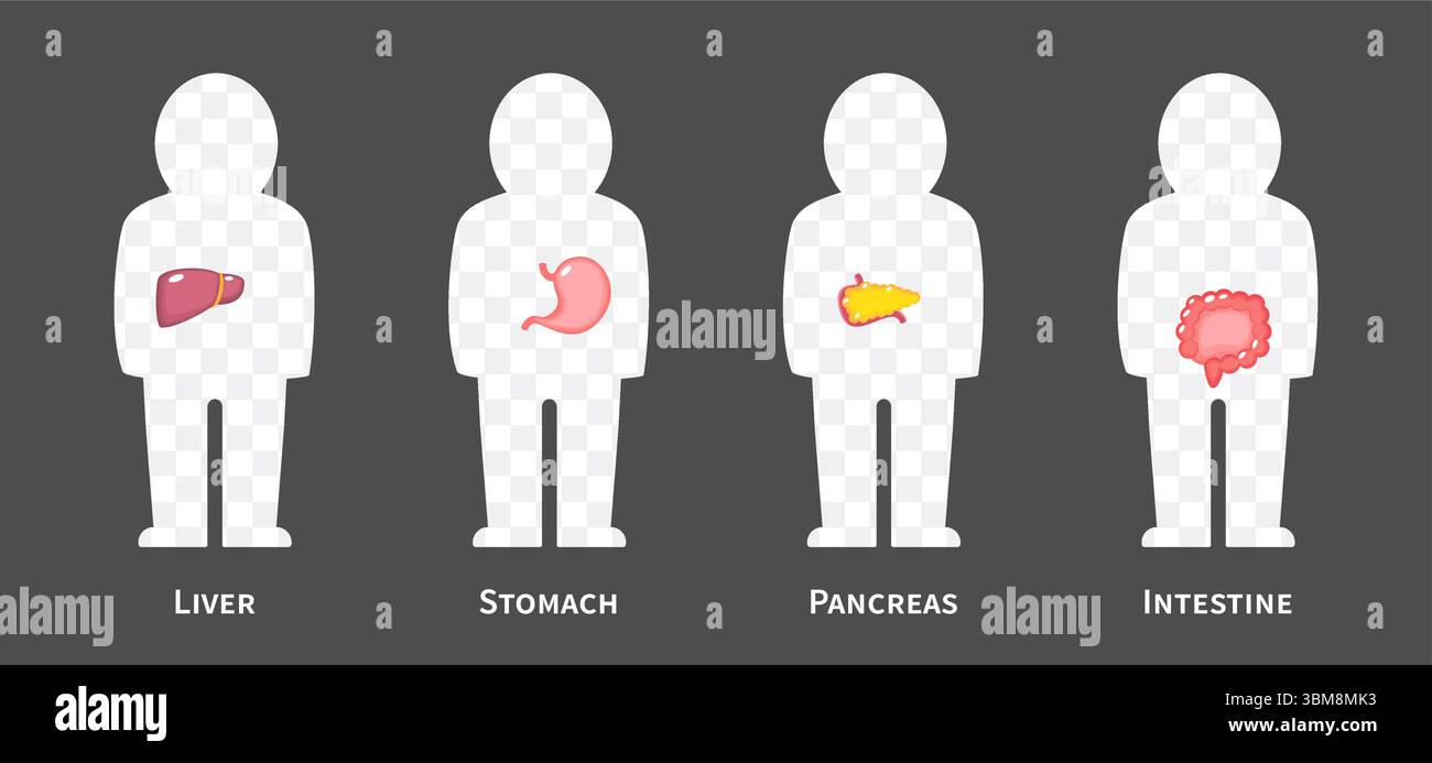 La serie di illustrazioni dei sistemi del corpo umano 2 di 3. Comprende sistema epatobiliare , gastrointestinale o digestivo . Backgroun trasparente isolato Illustrazione Vettoriale