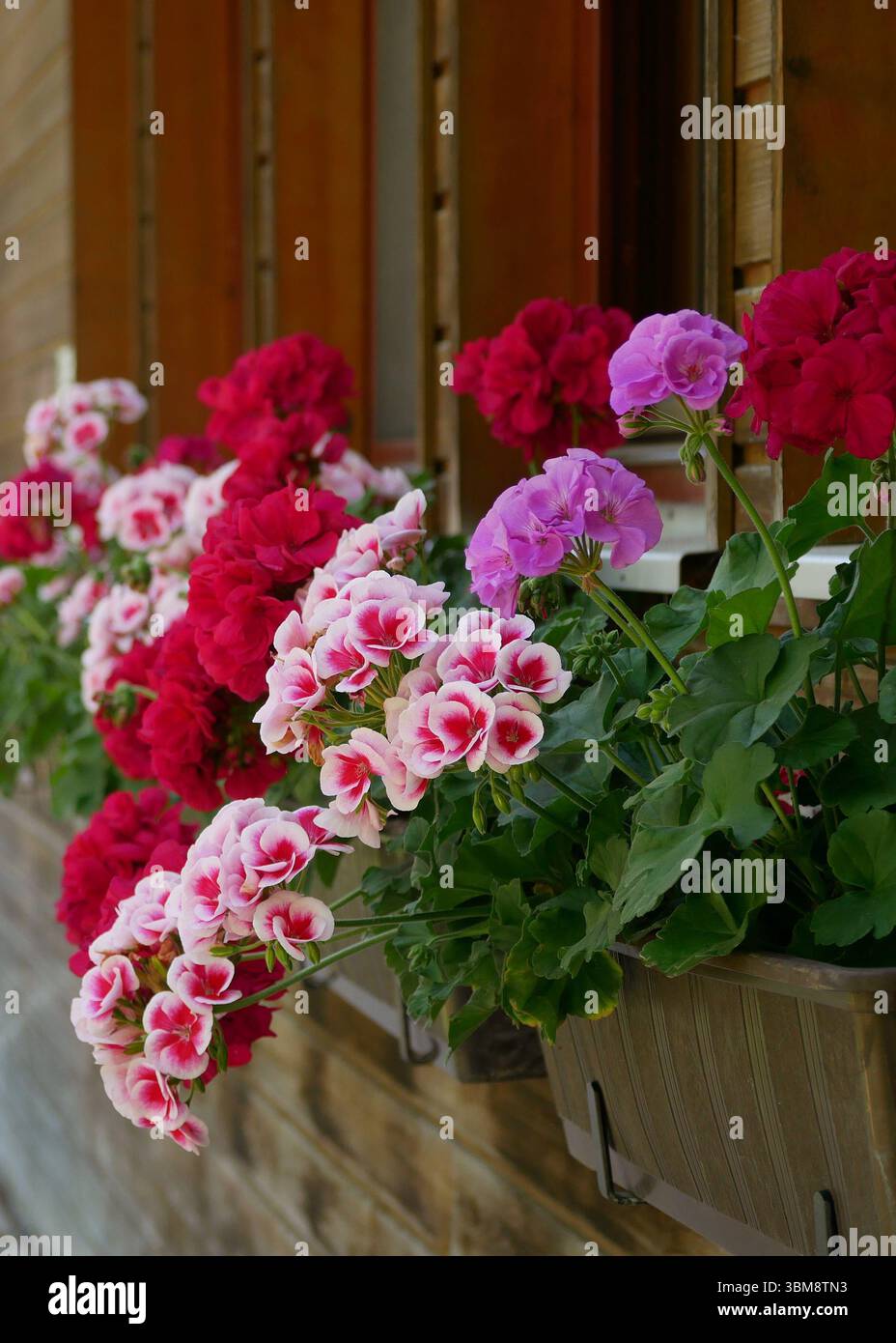 Geranium in vaso sul muro esterno di una casa di legno. Foto Stock