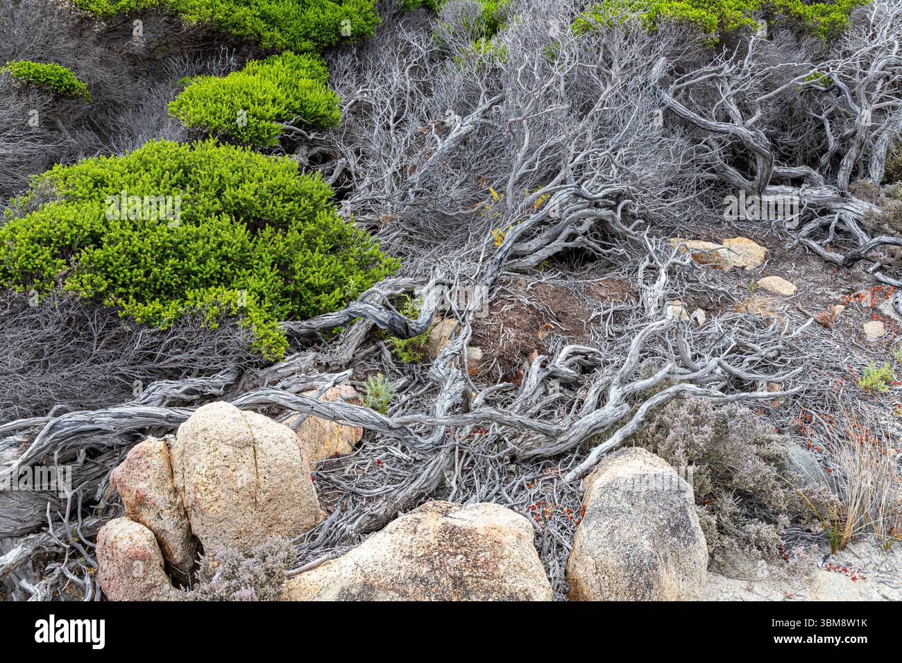 Arbusto sulla costa del Torndirrup National Park vicino ad Albany nella Contea di Danimarca, regione del grande Sud dell'Australia Occidentale, WA, Australia. Foto Stock