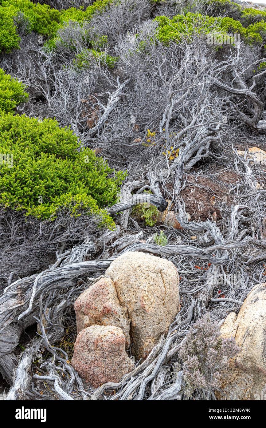 Arbusto sulla costa del Torndirrup National Park vicino ad Albany nella Contea di Danimarca, regione del grande Sud dell'Australia Occidentale, WA, Australia. Foto Stock