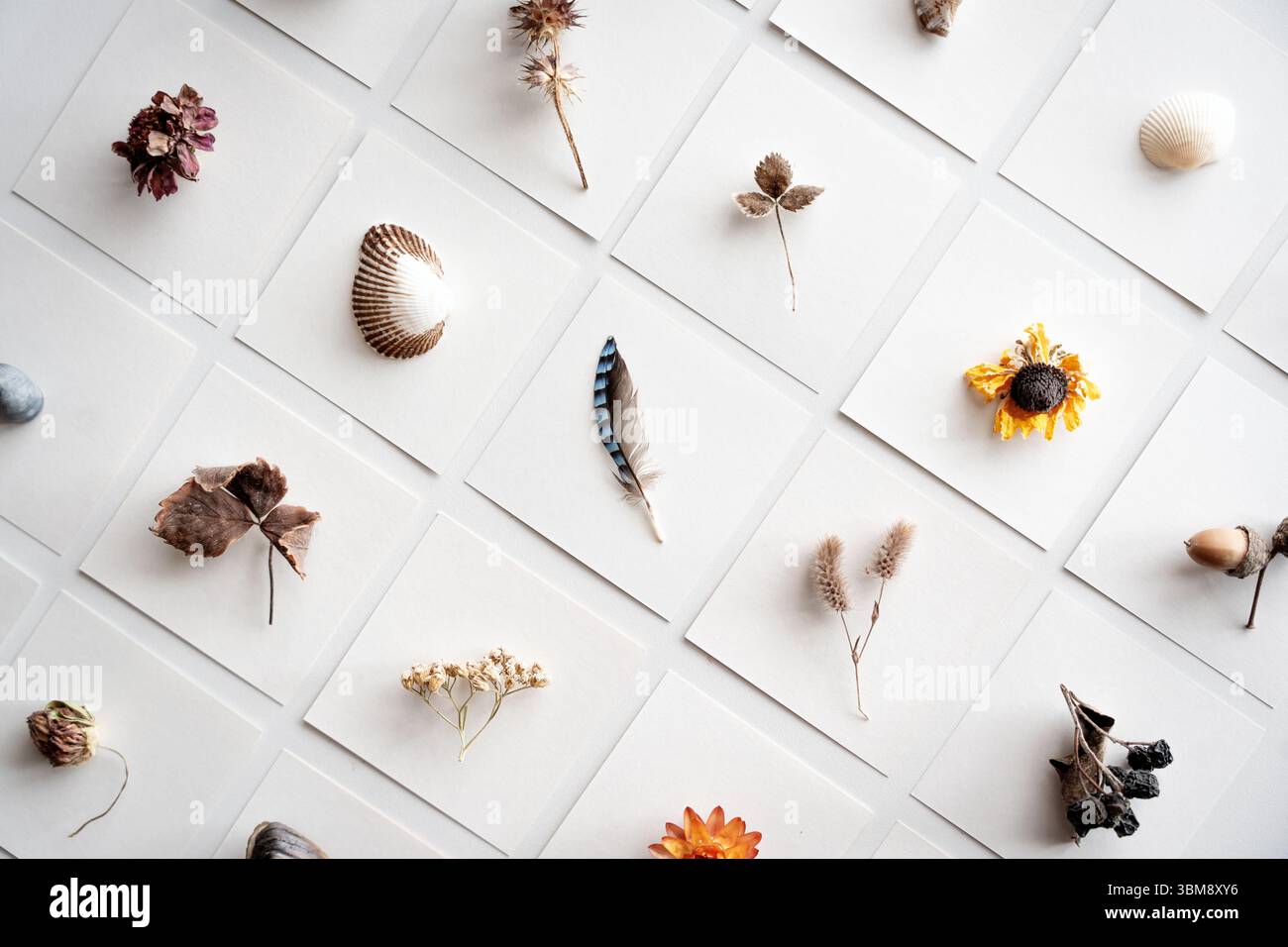 Campioni di esemplari di flora e fauna, erbario e biologia estetica, studi scientifici e naturalistici, progetto di biologia Foto Stock