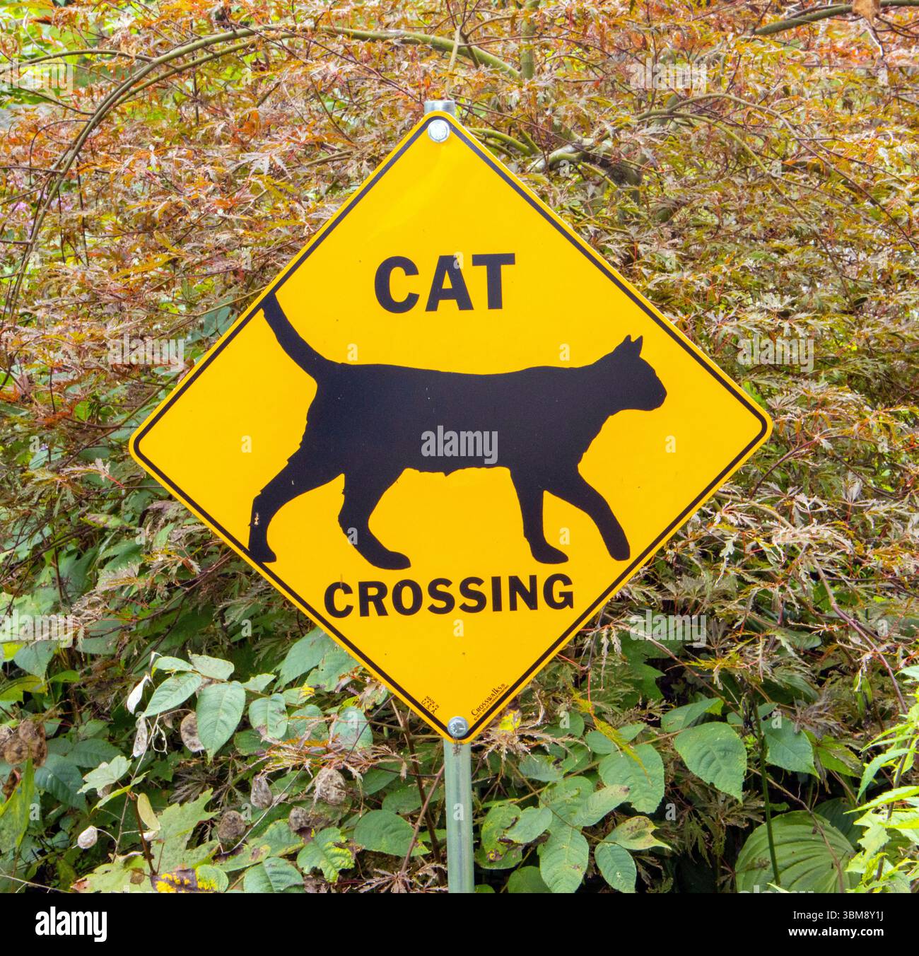 Il cartello con l'attraversamento del fiume Cat in Tennessee avvisa gli autisti di avvistare i gatti locali che attraversano la strada in un'area in cui sono ammessi gli animali domestici. Foto Stock