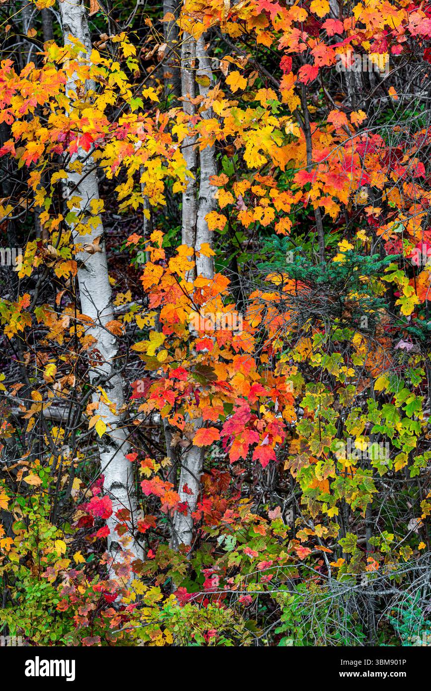 Betulle e foglie autunnali, Adirondack Park, New York Foto Stock