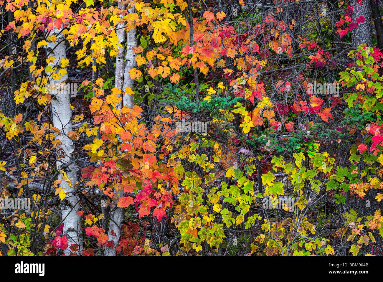 Betulle e foglie autunnali, Adirondack Park, New York Foto Stock