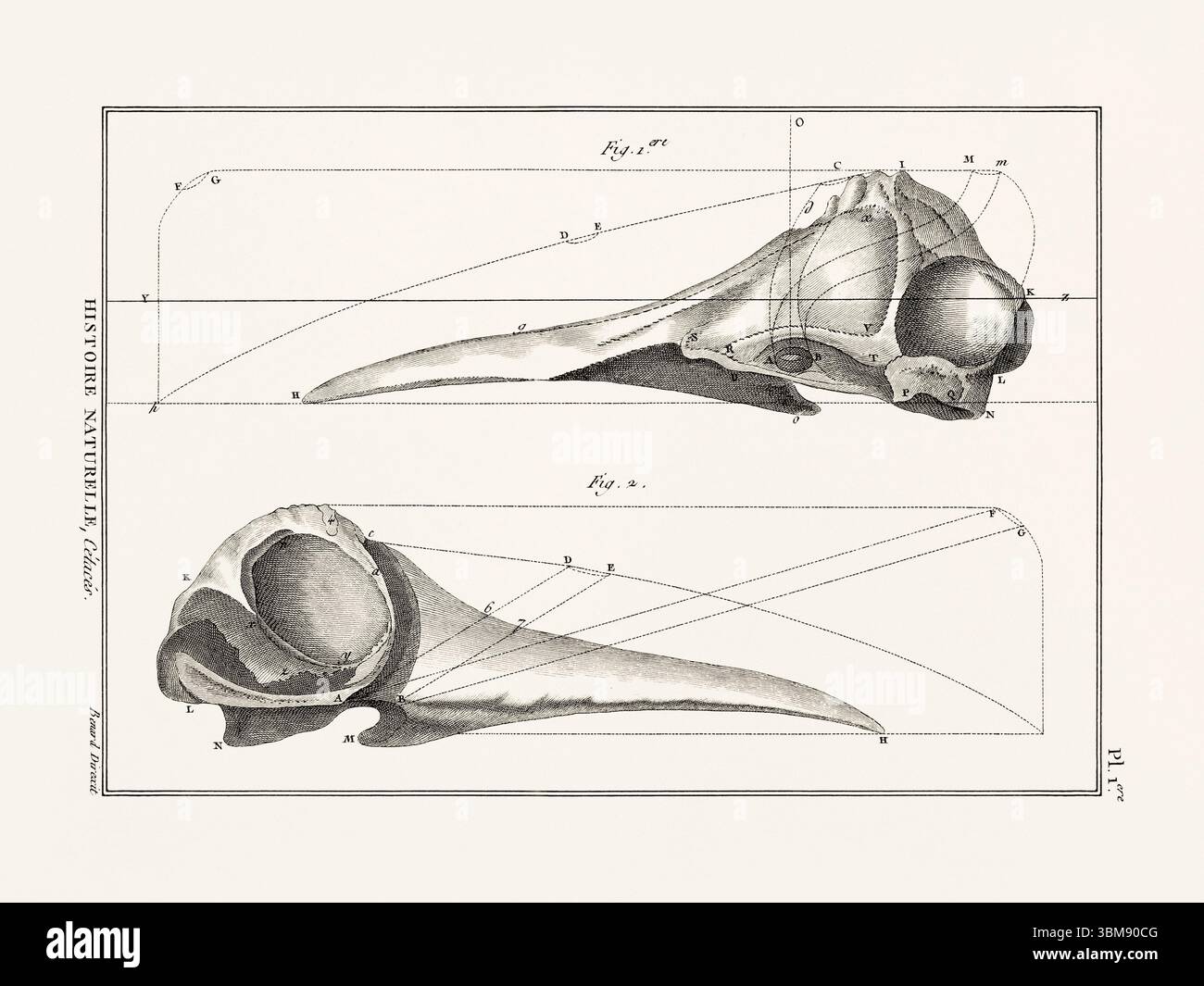Illustrazione dell'anatomia delle balene da un libro francese di storia naturale del XVIII secolo. Biologia marina scientifica attingendo dal 1789. Foto Stock