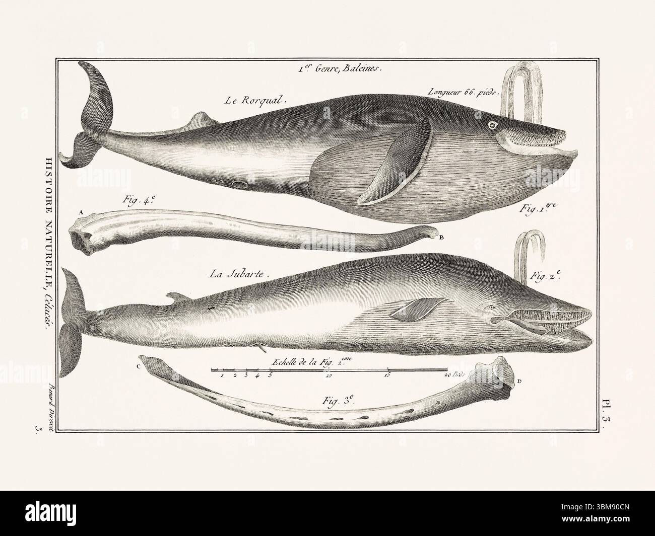 Illustrazione dell'anatomia delle balene da un libro francese di storia naturale del XVIII secolo. Biologia marina scientifica attingendo dal 1789. Foto Stock