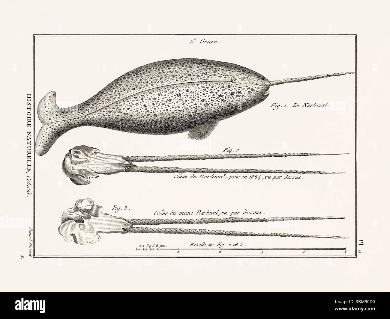Illustrazione dell'anatomia delle balene da un libro francese di storia naturale del XVIII secolo. Biologia marina scientifica attingendo dal 1789. Foto Stock