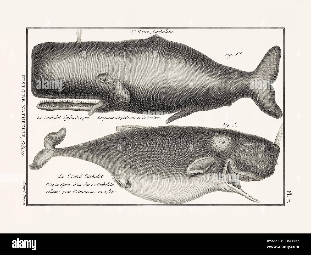 Illustrazione dell'anatomia delle balene da un libro francese di storia naturale del XVIII secolo. Biologia marina scientifica attingendo dal 1789. Foto Stock