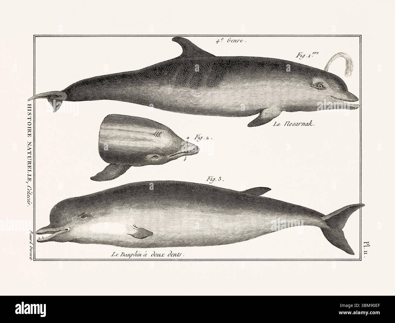 Illustrazione dell'anatomia delle balene da un libro francese di storia naturale del XVIII secolo. Biologia marina scientifica attingendo dal 1789. Foto Stock