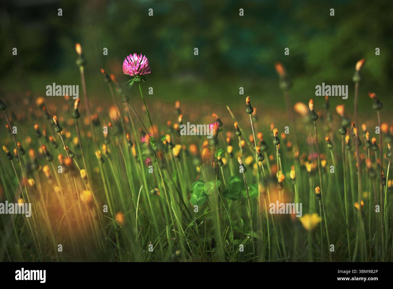 fiore di trifoglio lilla fiore in campo fiori gialli, uno al centro, concetto di solitudine, squadre Foto Stock