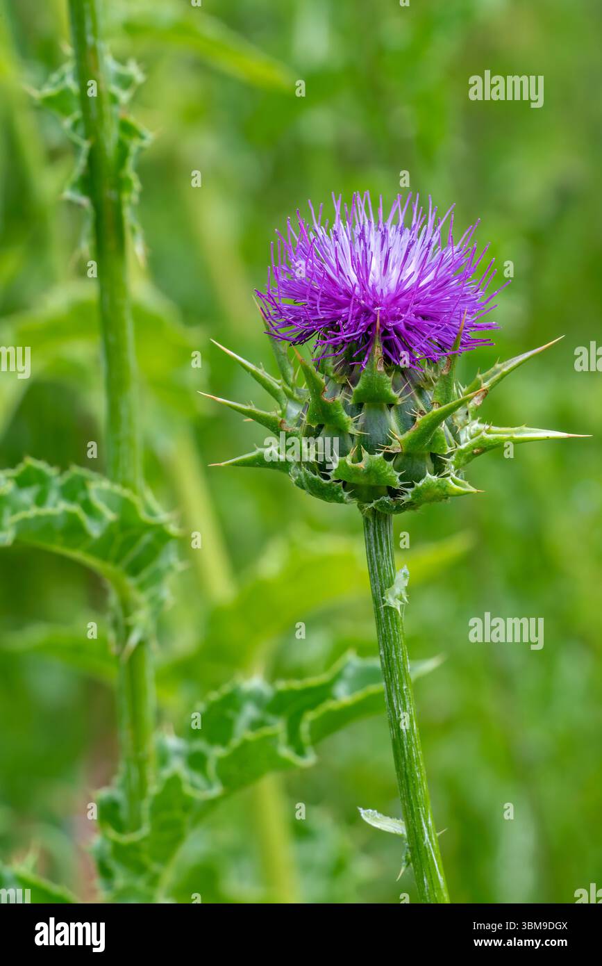 Cardo di latte / cardo beato / cardo mariano / cardo mariano / cardo Maria (Silybum marianum / Carduus marianus) in fiore Foto Stock