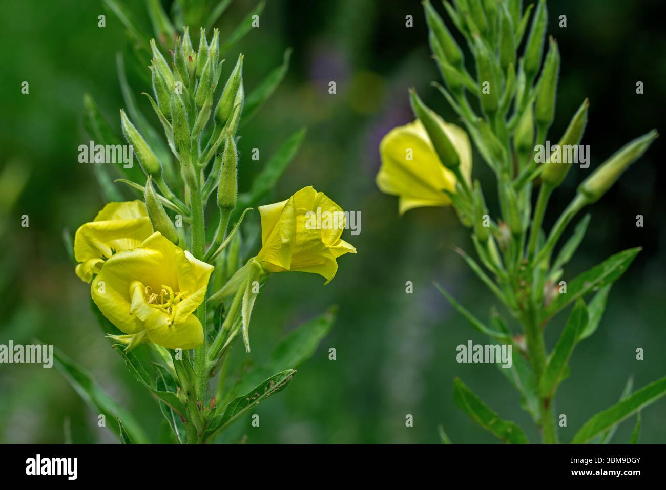 Comune prisma serale / tramonto / rinoceronte tedesco / erbaccia di maiale (Oenothera biennis / Brunyera biennis) in fiore Foto Stock