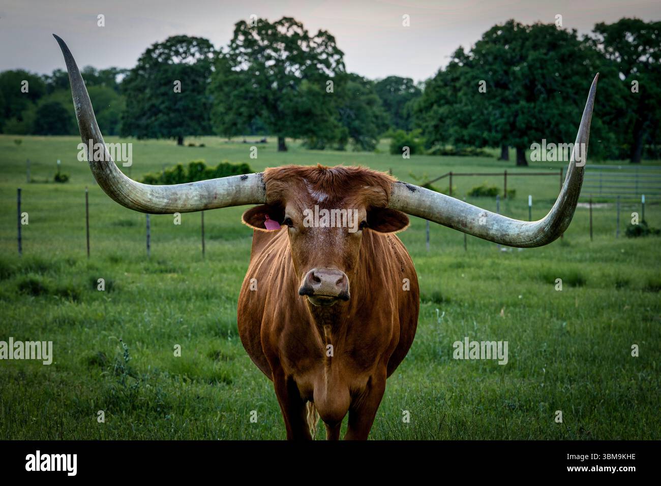 Ritratto centrato di un Longhorn del Texas rivolto verso la fotocamera, che mostra i suoi impressionanti corni ricurvi e la sua cornice robusta. Incastonato in un pascolo rurale con verde gr Foto Stock