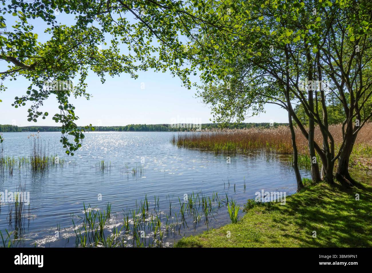 Scharmützelsee, Bad Saarow, Landkreis Oder-Spree, Brandeburgo, Germania Foto Stock
