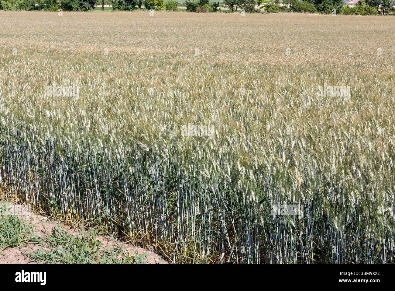 Emmer, Triticum dicoccum auch Zweikorn, Urgetreide // Emmer, Triticum dicoccum noto anche come grano antico a due grani - 20250621 PD23563 crediti: APA-PictureDesk/Alamy Live News Foto Stock