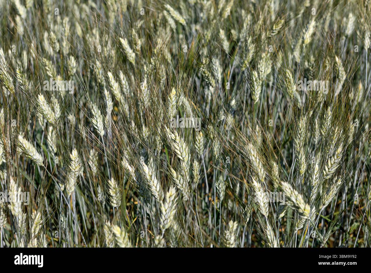Emmer, Triticum dicoccum auch Zweikorn, Urgetreide // Emmer, Triticum dicoccum noto anche come grano antico a due grani - 20250621 PD23560 crediti: APA-PictureDesk/Alamy Live News Foto Stock