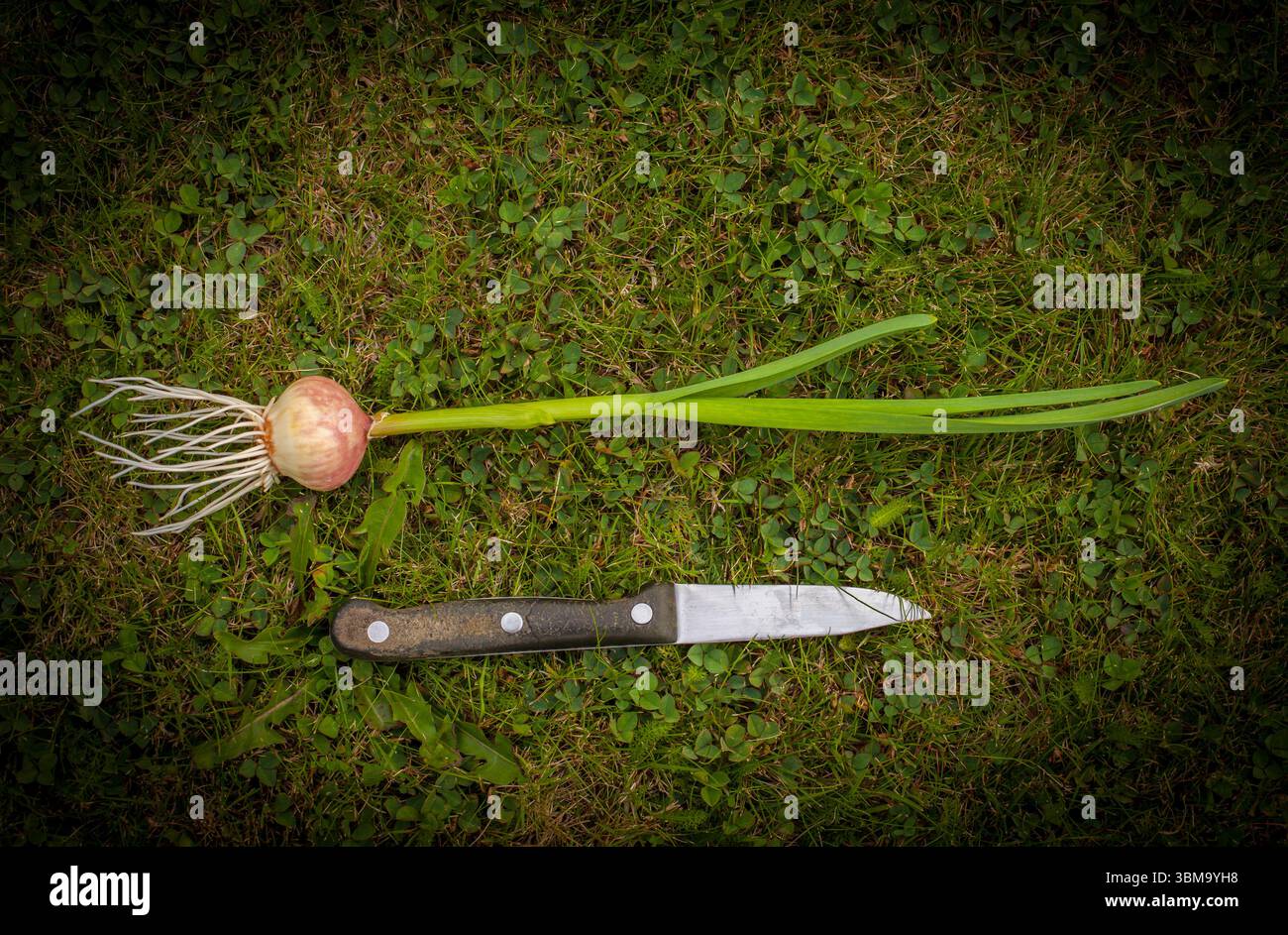 Uno sguardo alla vita in nuova Zelanda (Diarmuid NZ): Growing solo Garlic (aglio monococco: Allium sativum). Facile da sbucciare; migliore da mangiare crudo - tagliato a fette sottili. Foto Stock
