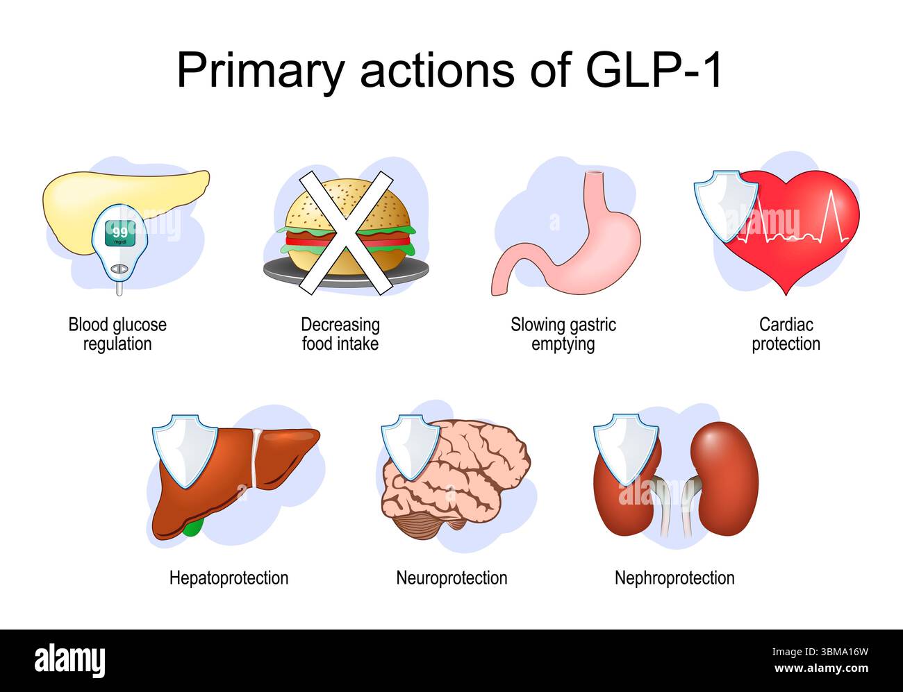 Effetti e azioni primari di GLP-1. Ruoli chiave del peptide-1 simile al glucagone. Perdita di peso. Poster dettagliato del vettore Illustrazione Vettoriale