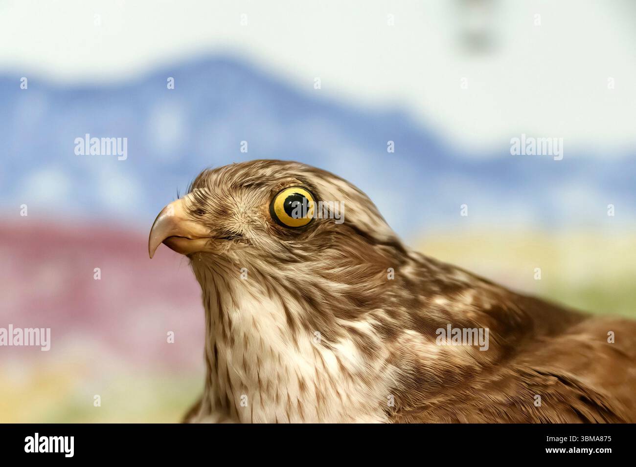 Primo piano di un falco imbottito con gli occhi gialli su uno sfondo colorato e sfocato di montagne - tassidermia Foto Stock