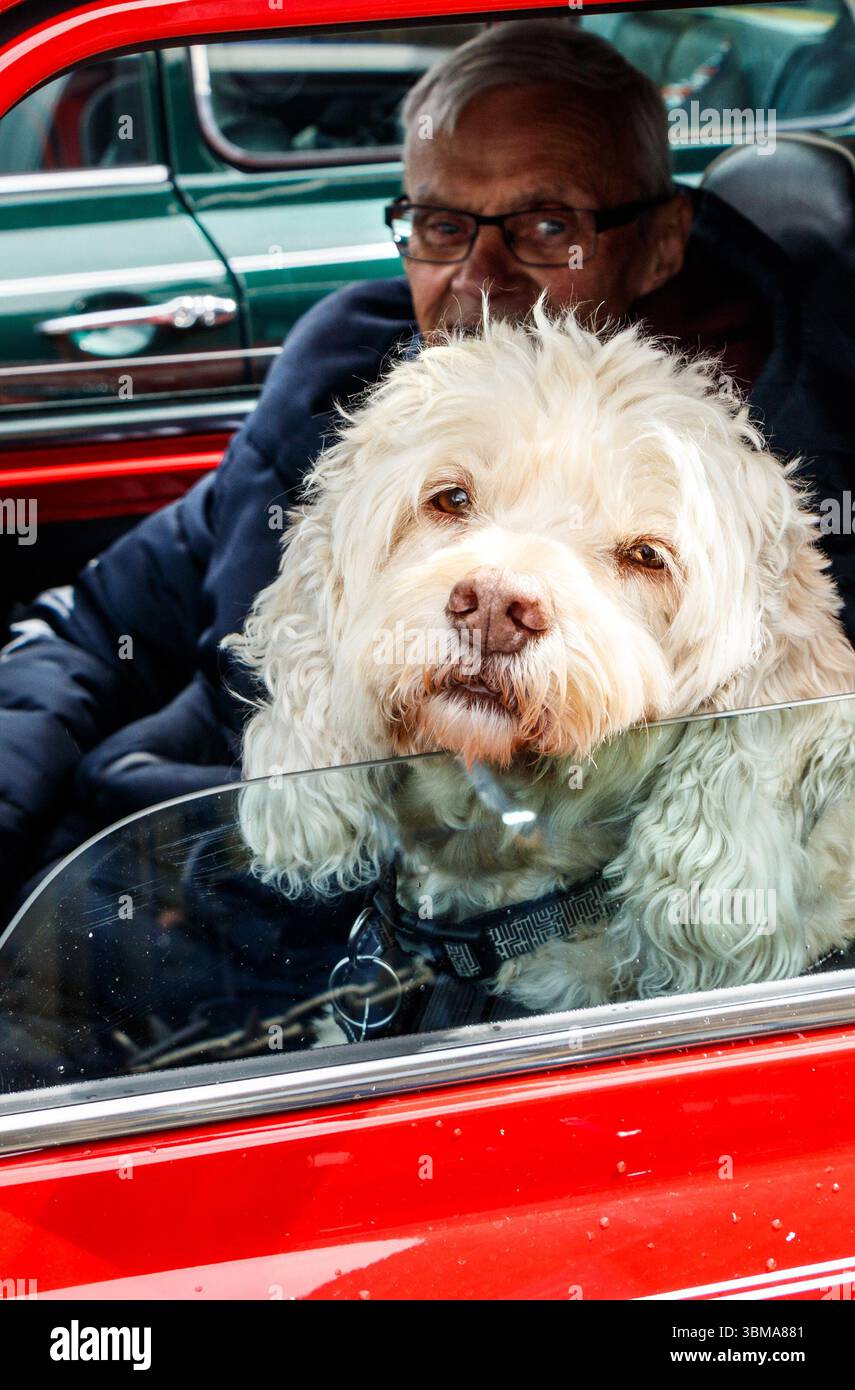 Uomo anziano seduto in un'auto rossa d'epoca con un labradoodle bianco soffice come un cane che sbircia attraverso la finestra Foto Stock