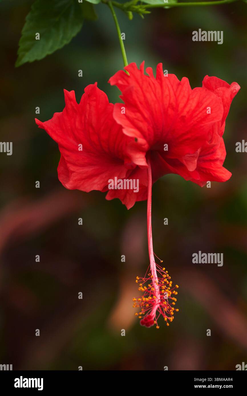 Red Hibiscus (Hibiscus rosa-sinensis), Ubud, Bali, Indonesia Foto Stock