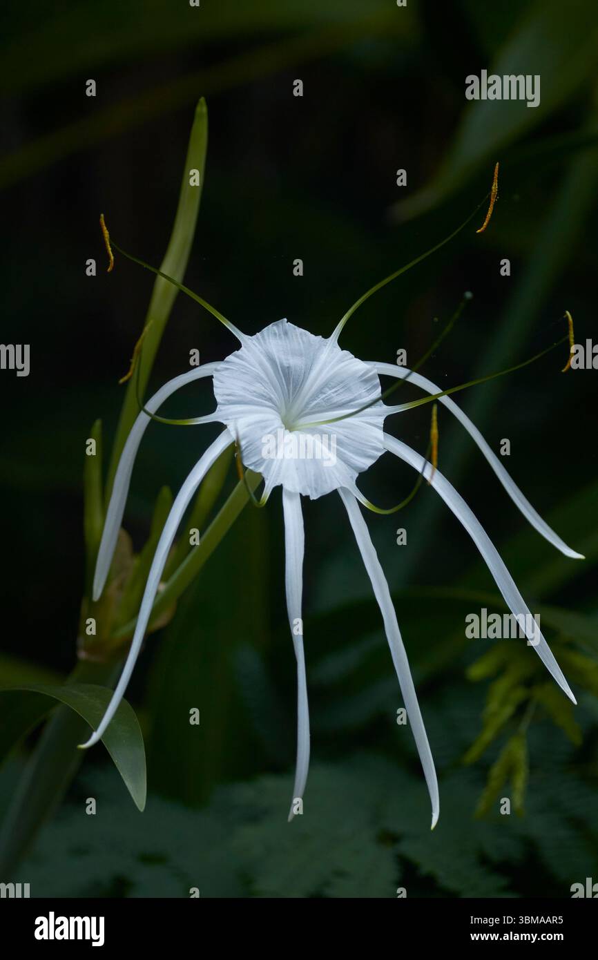 Spider Lily, Hymenocallis littoralis, Ubud, Bali, Indonesia Foto Stock