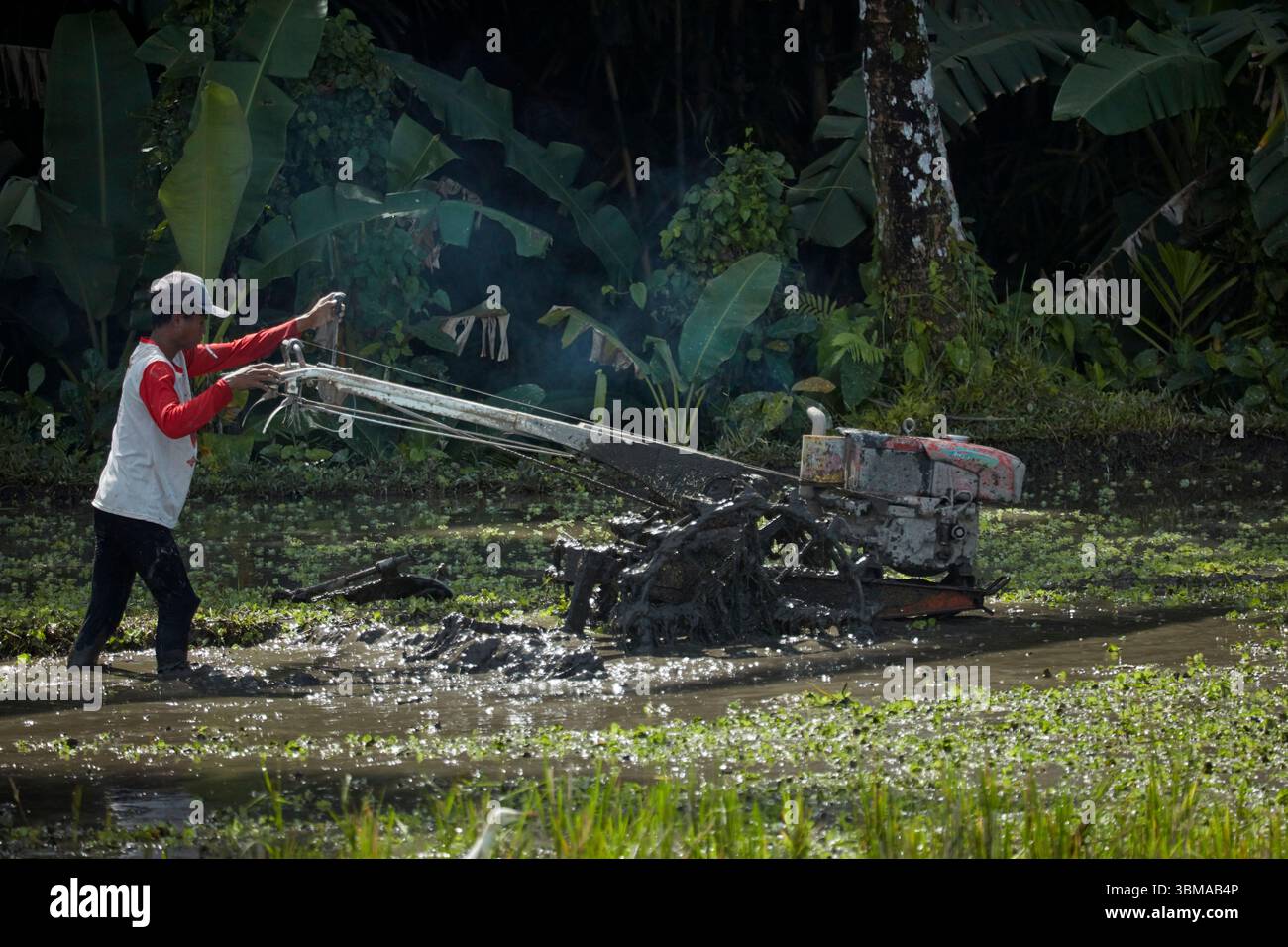 Uomo che lavora nel campo di riso vicino a Ubud, Bali, Indonesia Foto Stock