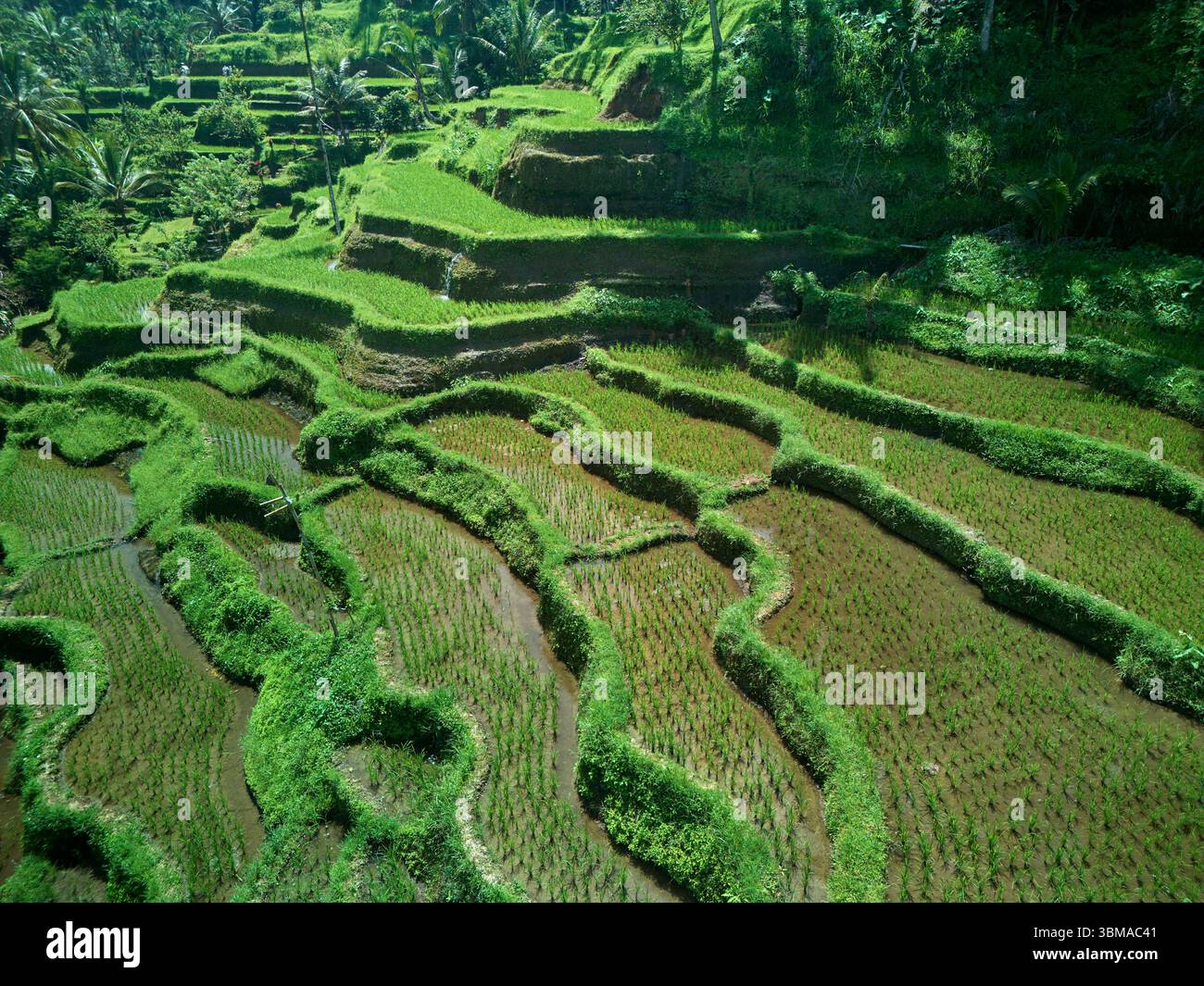 Terrazze di riso di Tegallalang (patrimonio dell'umanità dell'UNESCO) vicino a Ubud, Bali, Indonesia - aereo Foto Stock