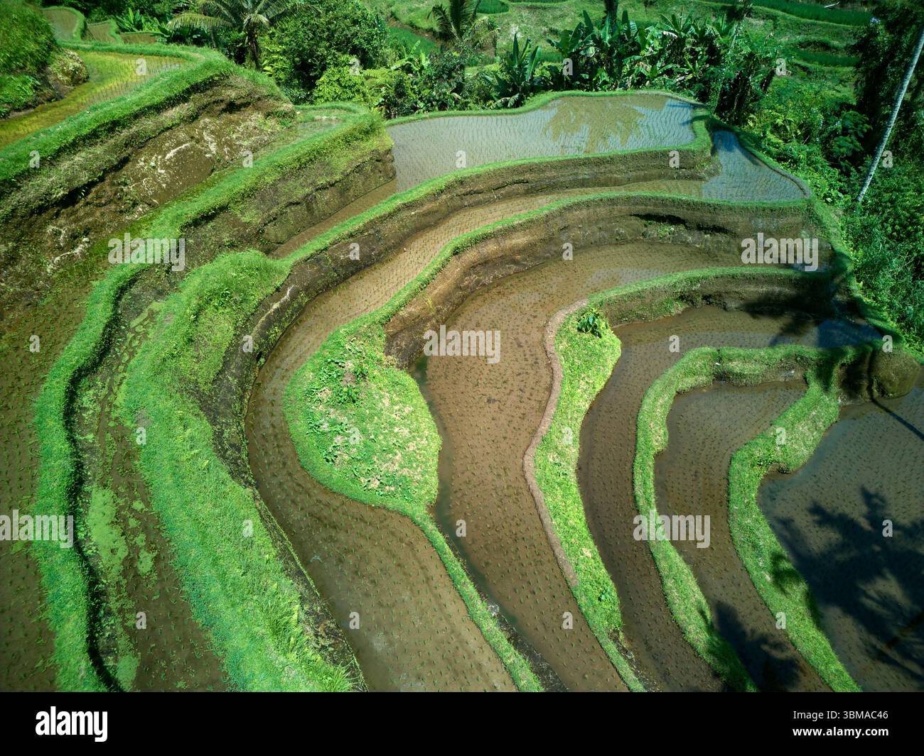 Terrazze di riso di Tegallalang (patrimonio dell'umanità dell'UNESCO) vicino a Ubud, Bali, Indonesia - aereo Foto Stock