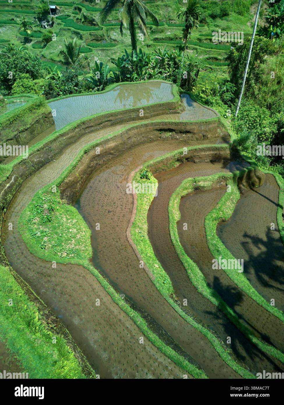 Terrazze di riso di Tegallalang (patrimonio dell'umanità dell'UNESCO) vicino a Ubud, Bali, Indonesia - aereo Foto Stock