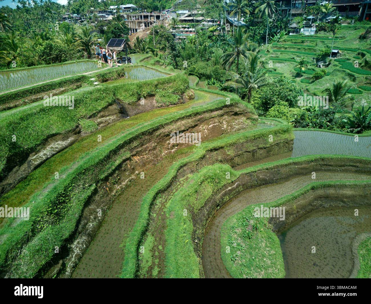Terrazze di riso di Tegallalang (patrimonio dell'umanità dell'UNESCO) vicino a Ubud, Bali, Indonesia - aereo Foto Stock