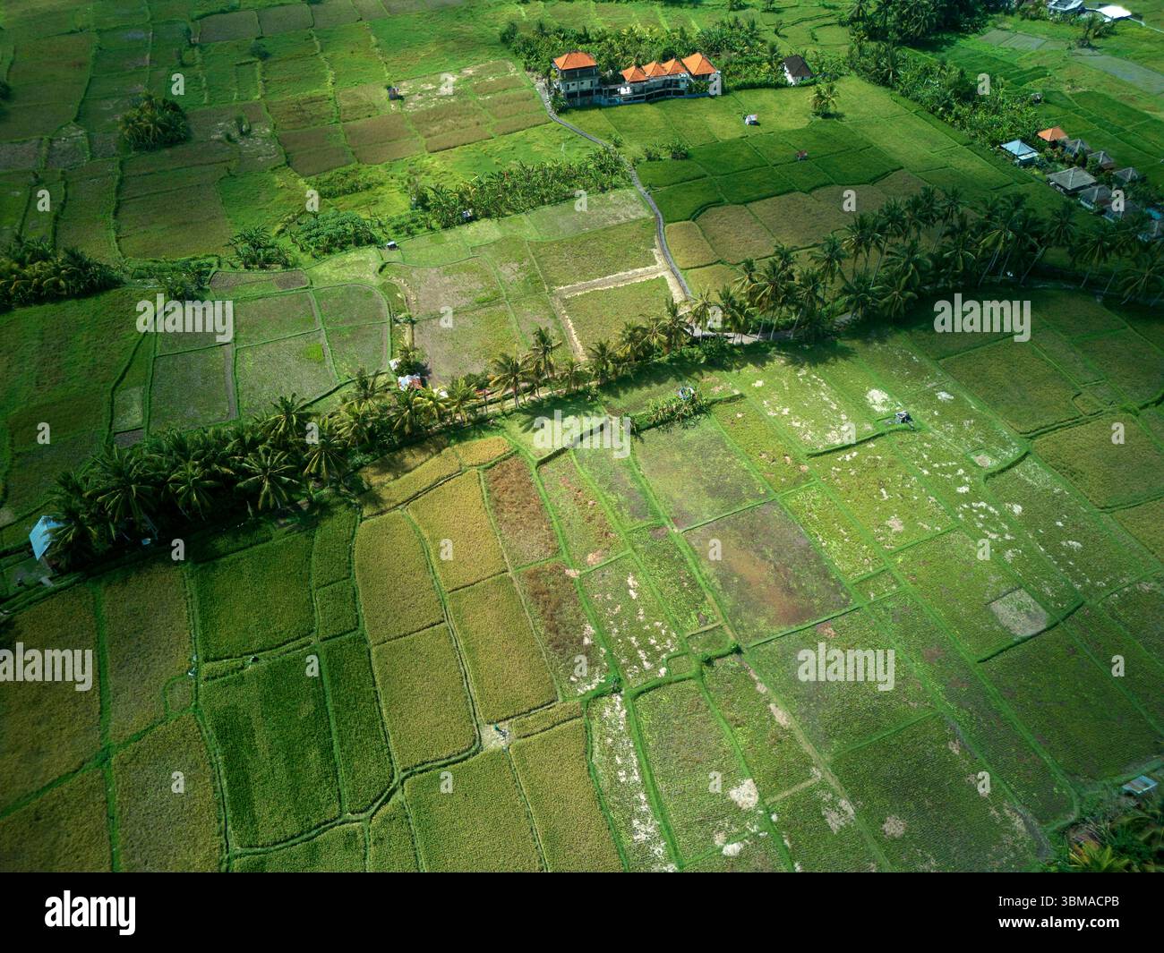 Campi di riso Kajeng, Ubud, Bali, Indonesia - aereo Foto Stock