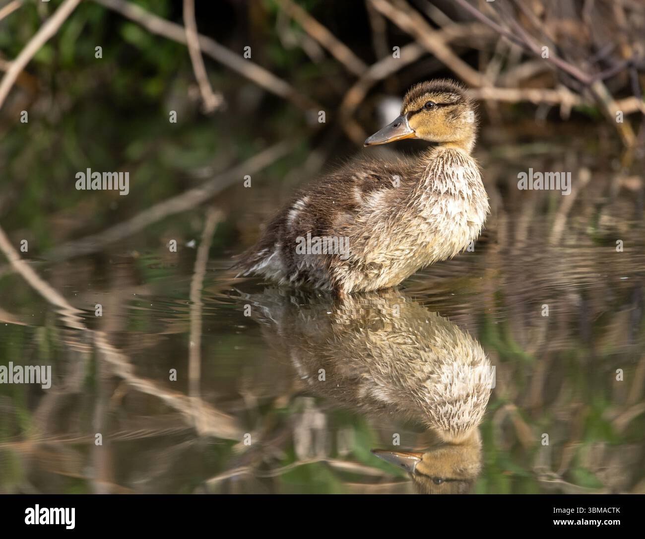 Mallard (Anas platyrhynchos), nuoto anatra nello stagno di castori, Prince's Island Park, Calgary, Alberta, Canada, Foto Stock