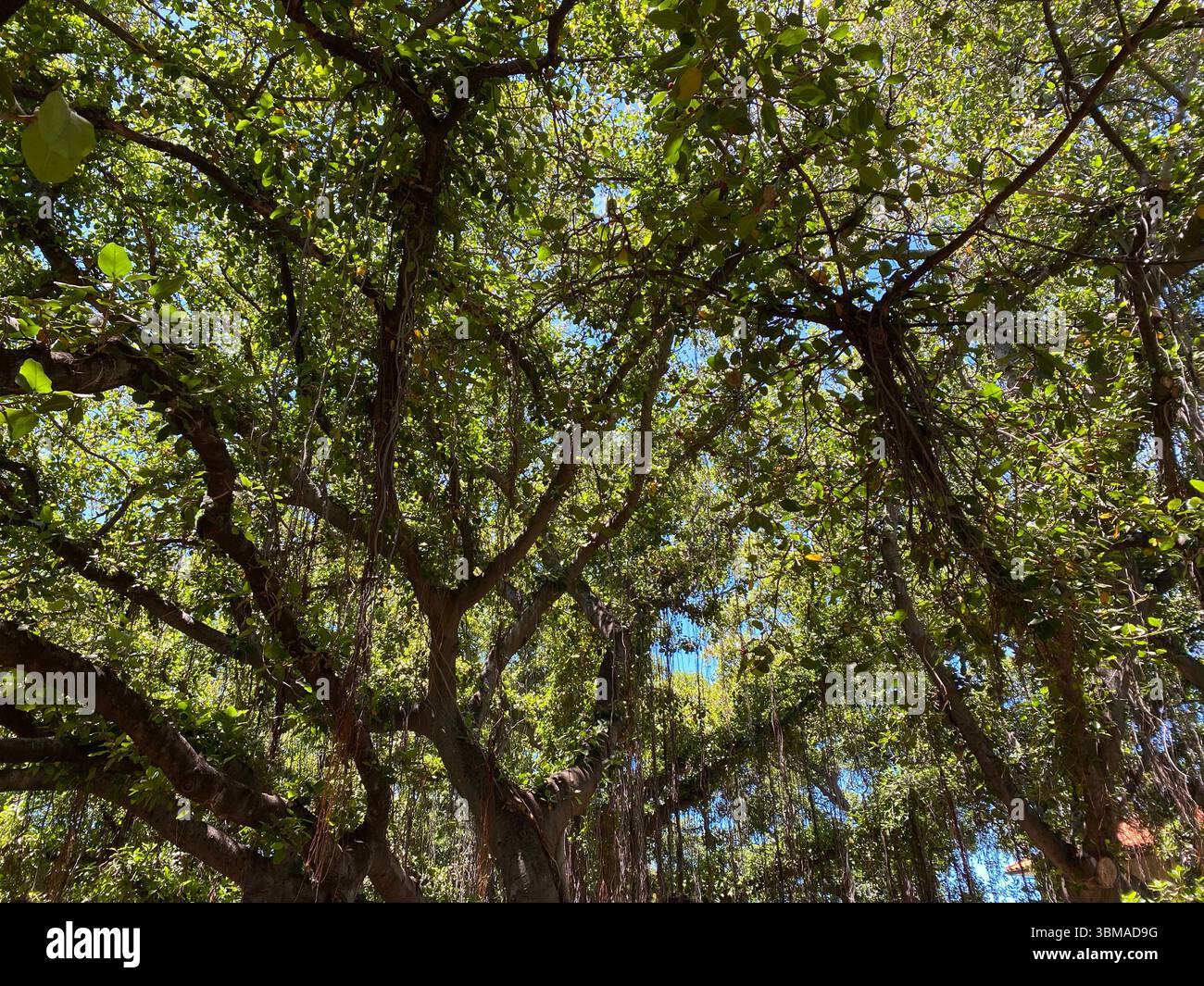 Immagini dell'albero del Banyan Park a Lahaina prima che l'incendio abbia danneggiato l'albero e l'area circostante. - Immagine stock catturata con smartphone