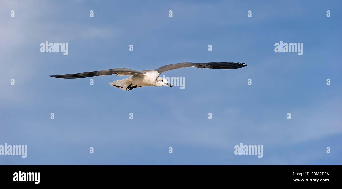 Un gabbiano sta volando con ali sparsi sullo sfondo di Ocean Wave Beach Foto Stock